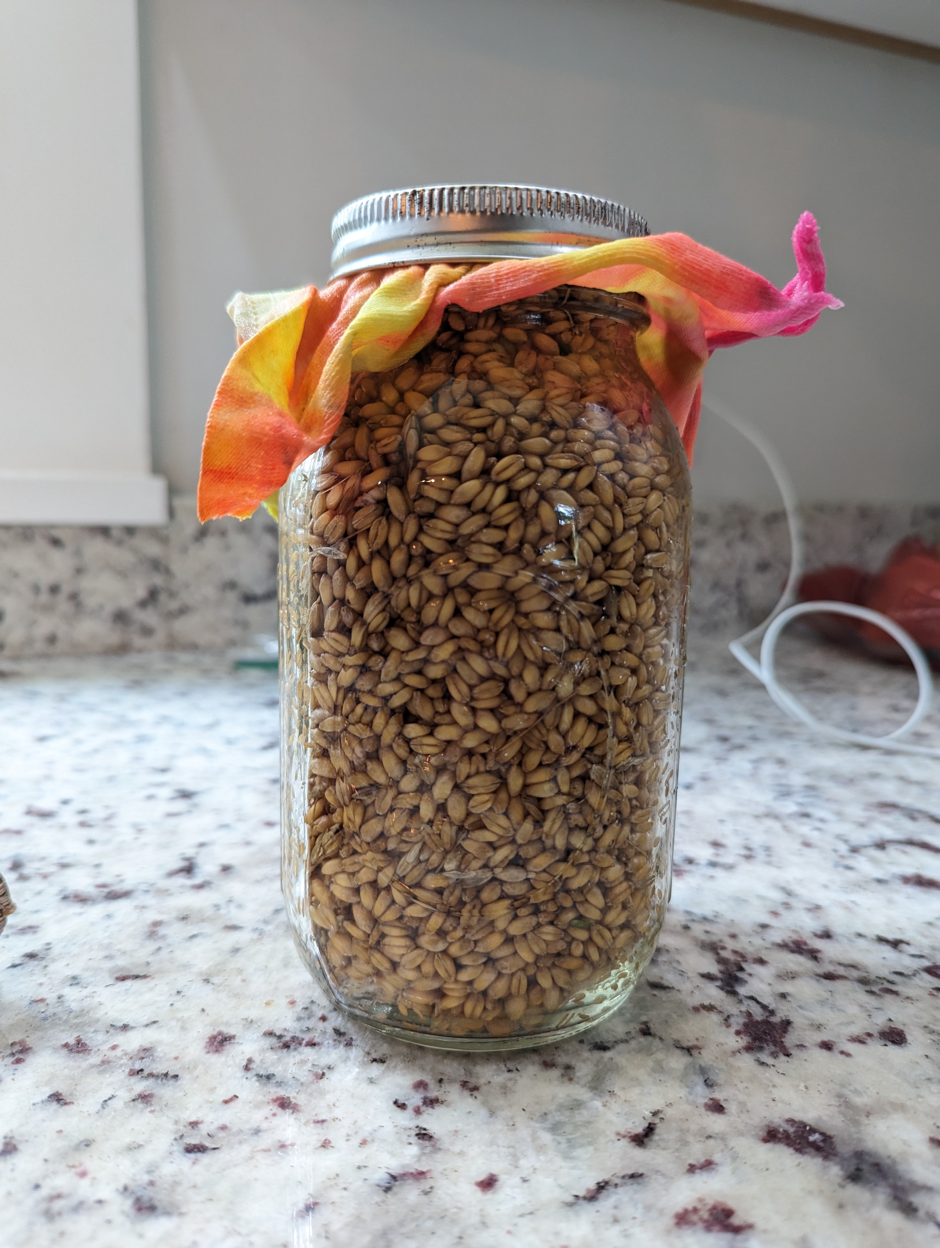 Barley soaking in a mason jar
